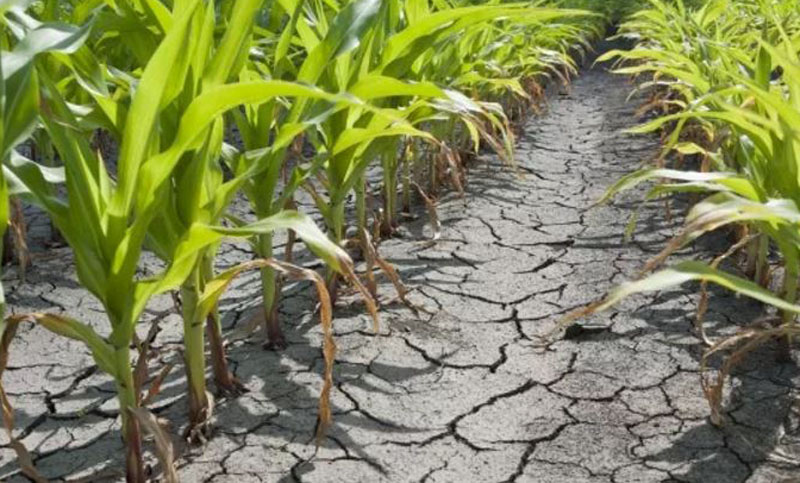 Ante las pérdidas por sequía, los pequeños y medianos productores piden la reacción urgente del Estado