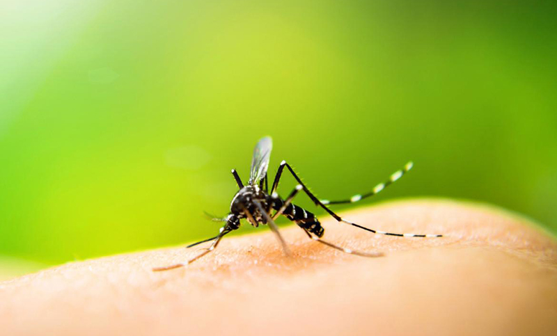 El mosquito es el animal más letal del mundo