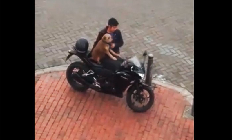 El perro parrillero de moto en Bogotá que tiene a ciudadanos fascinados