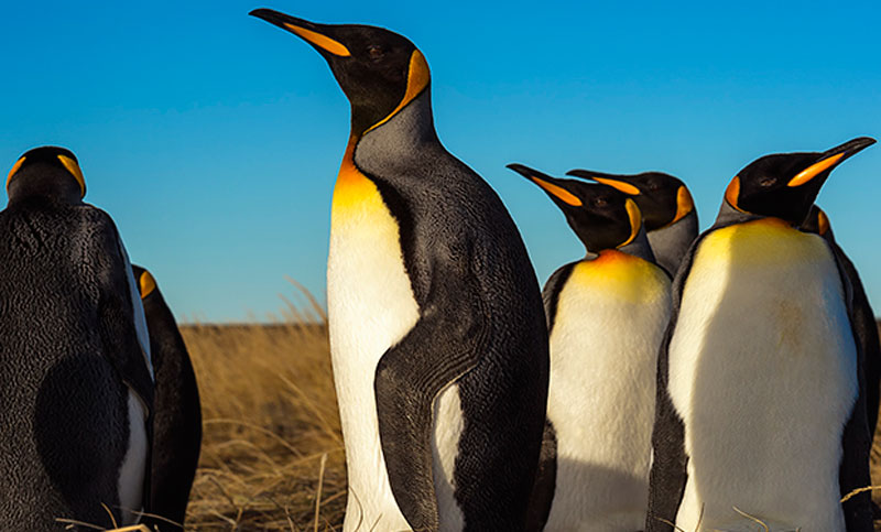 Un 70% de la población de pingüinos rey podrían morir a causa del cambio climático