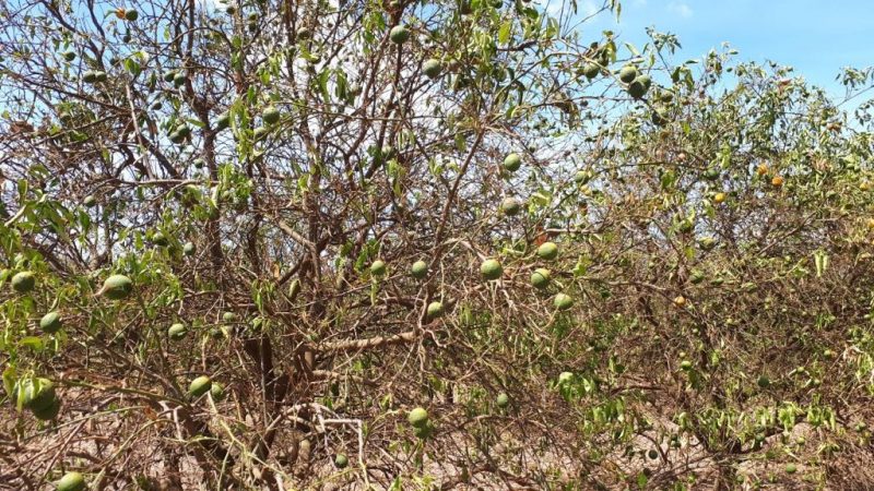 Preocupa sequía que afecta a los cítricos de Corrientes