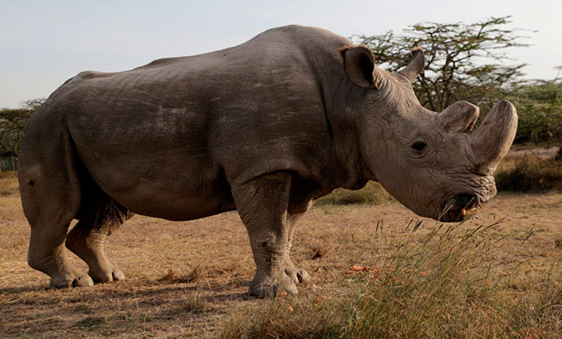 Murió en Kenia el último rinoceronte blanco