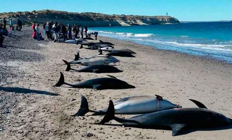 Hallaron varados a 68 delfines en Chubut y sólo 19 sobrevivieron