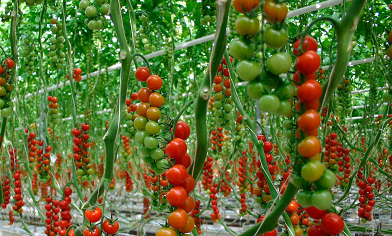 Las importaciones de tomate: la primera pelea entre los industriales y el Gobierno