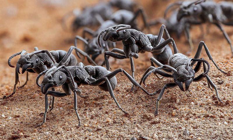 Hormigas «enfermeras» que curan a sus compañeras