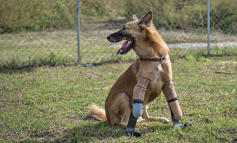 El perro mutilado que volvió a  caminar gracias a unas prótesis