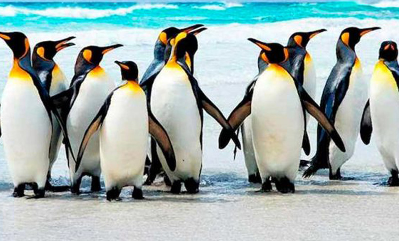 Hallan más de un millón de pingüinos en el océano Antártico