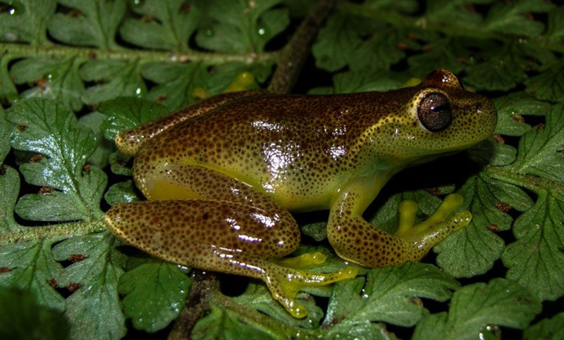 Nueva especie de rana fue descubierta por científicos de Venezuela y Colombia