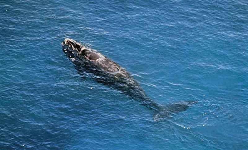 La ballena negra del Atlántico Norte recibe la protección de Canadá