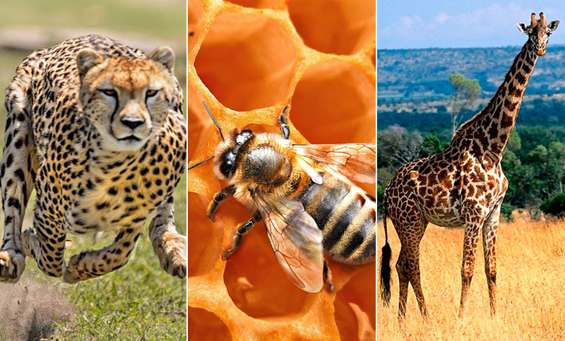 Año clave para 5 especies en peligro de extinción