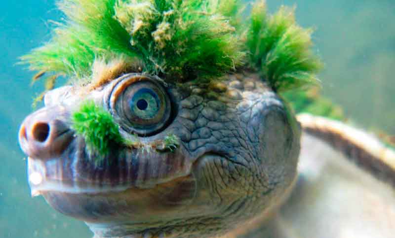 La tortuga de pelo verde se halla en peligro de extinción