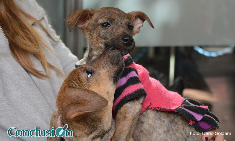 Día del animal: mujeres que hicieron de su casa un hogar para perros abandonados