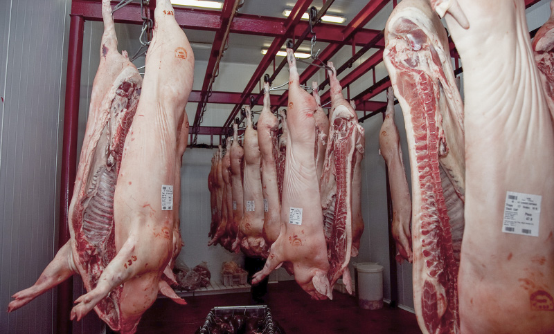 Márgenes negativos caen sin piso en la producción porcina argentina