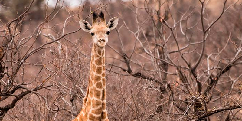 Video: la insólita y absurda muerte de una jirafa
