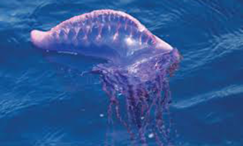 “Medusa” que no es medusa y puede provocar la muerte