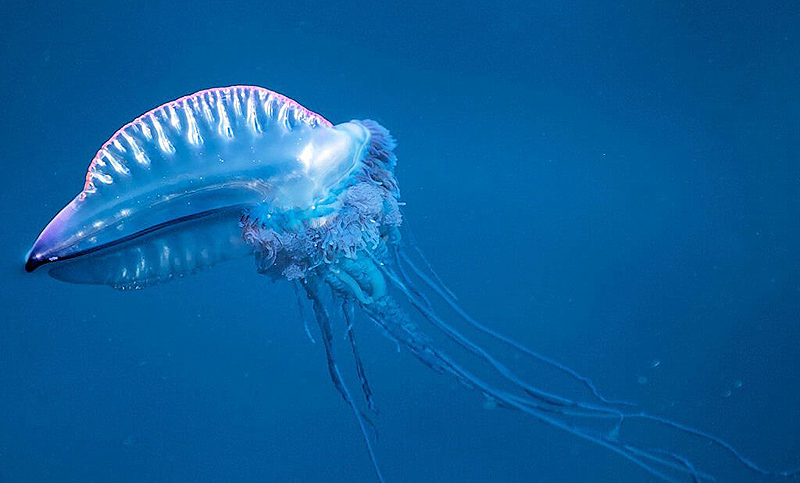 “Medusa” que no es medusa y puede provocar la muerte