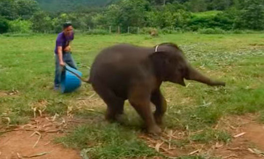 Un elefante juega y ríe a carcajadas