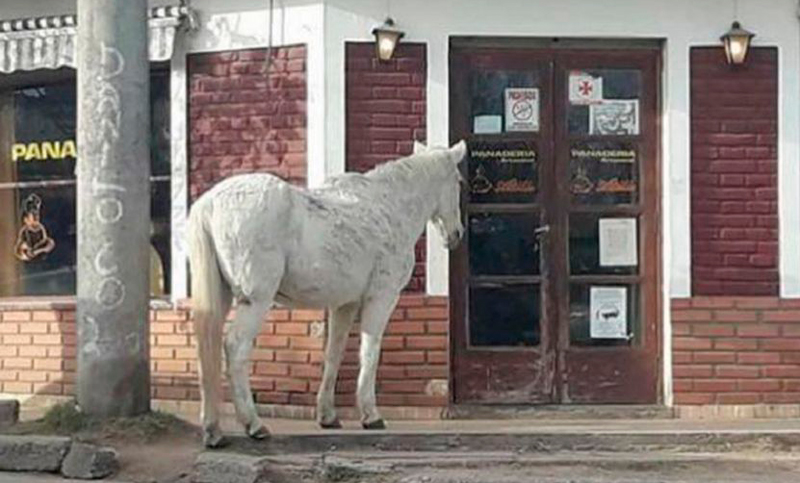 Una yegua pide bizcochos en la puerta de panaderías de Capilla del Monte