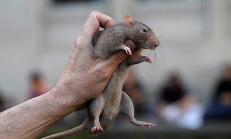 Hordas de ratas gigantes invaden una ciudad británica