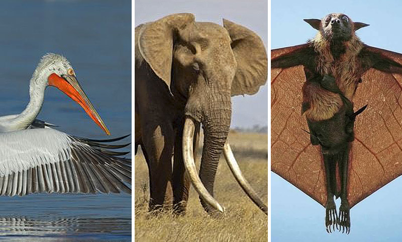 Los 8 animales más grandes  que viven entre nosotros