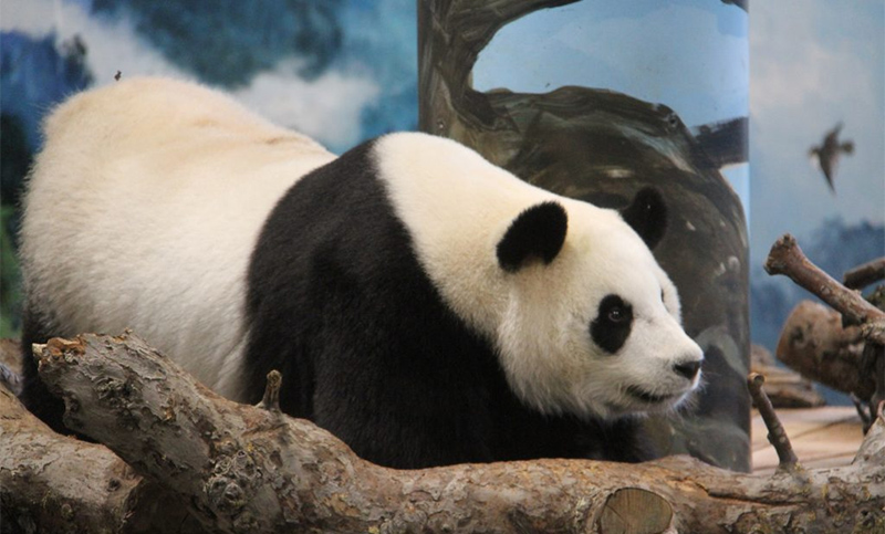 Con sus 31 años, es la panda más longeva fuera de China