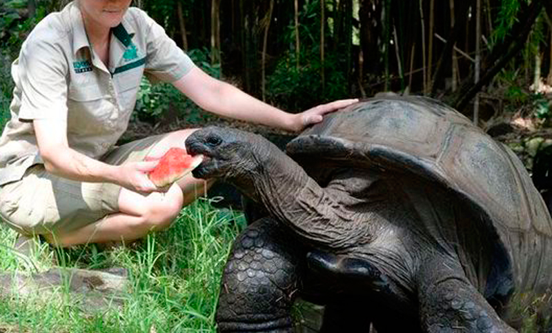 Ecuador rescató 26 tortugas de la Galápagos del comercio ilegal