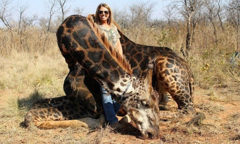 Mató a una rara jirafa negra en Sudáfrica y causó indignación en las redes
