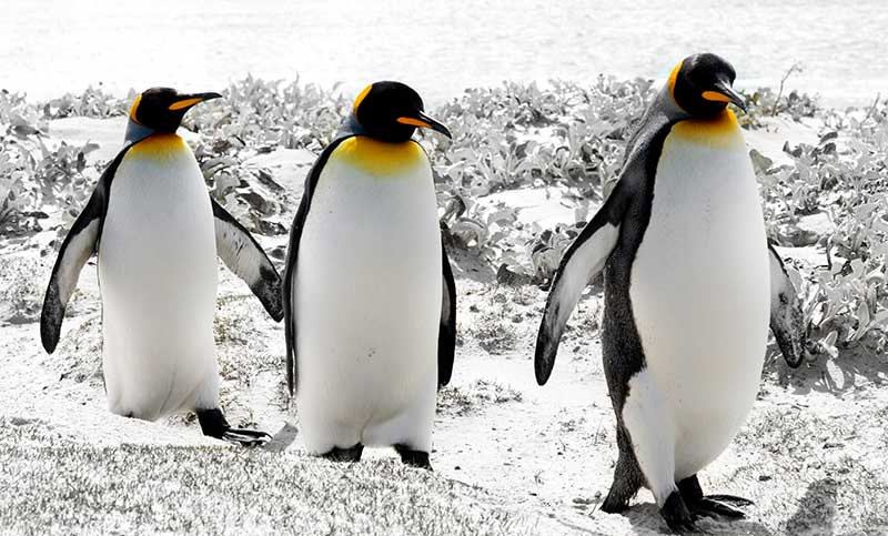 “Declive masivo” de la mayor colonia de pingüinos rey del mundo