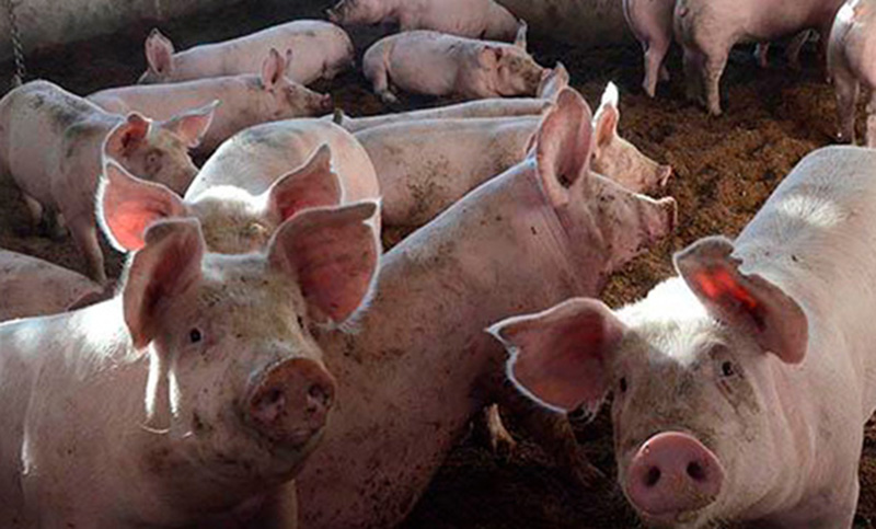 Productores de cerdos advierten que pierden más de 4 pesos por kilo