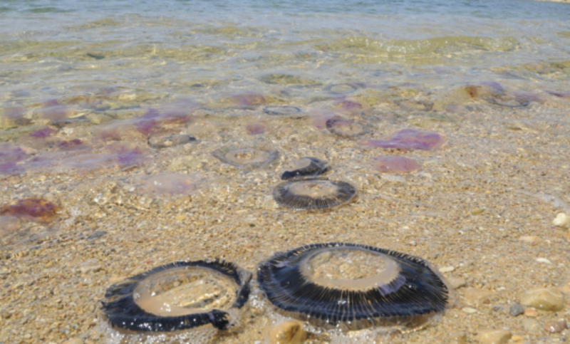 Invasión de medusas en la costa de Málaga