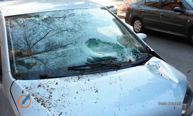 El colmo: en el Día del Árbol se cayó una rama y dañó tres vehículos
