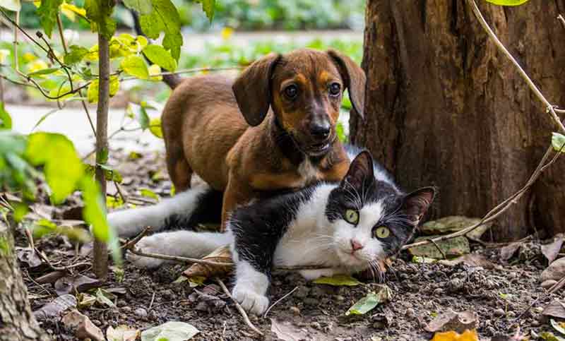 Reino Unido quiere luchar contra la cría intensiva de perros y gatos