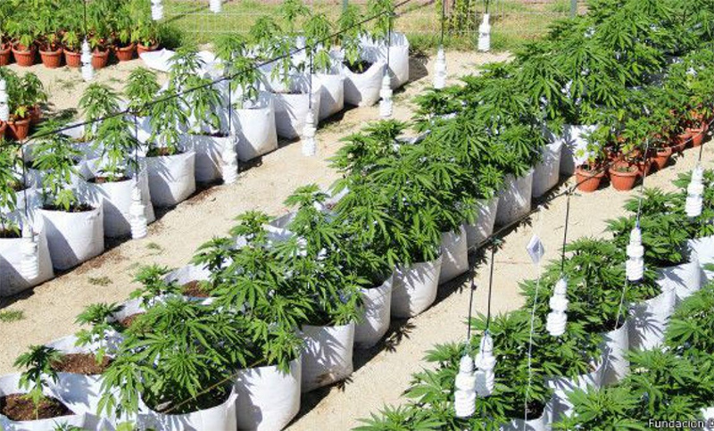Jujuy se convertirá en la segunda provincia que producirá cannabis medicinal