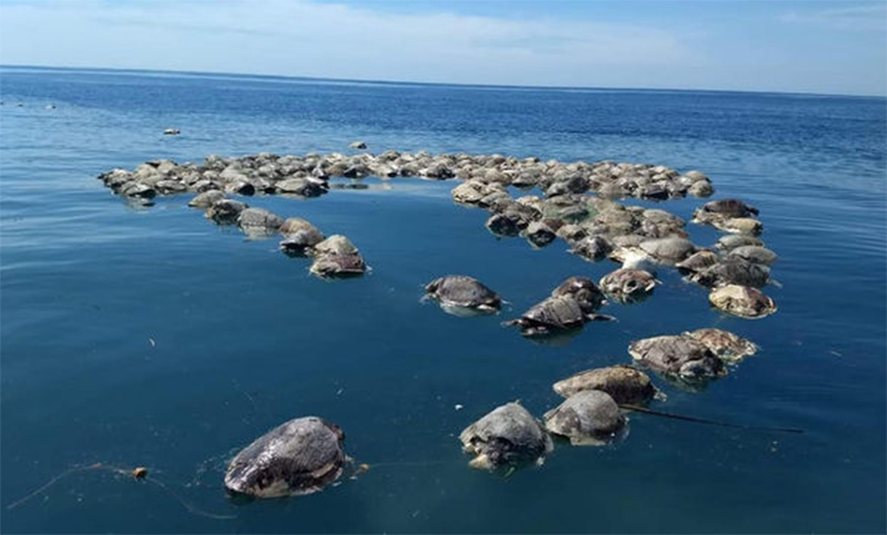 Unas 300 tortugas murieron después de ser arrastradas por redes de pesca