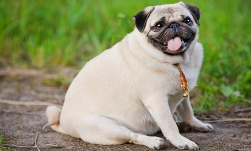 ¿Tu perrito come de más?: te mostramos cómo reconocer si es obeso
