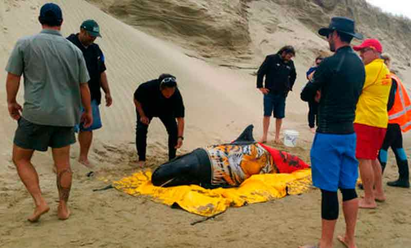 Rescatan a seis ballenas varadas en Nueva Zelanda