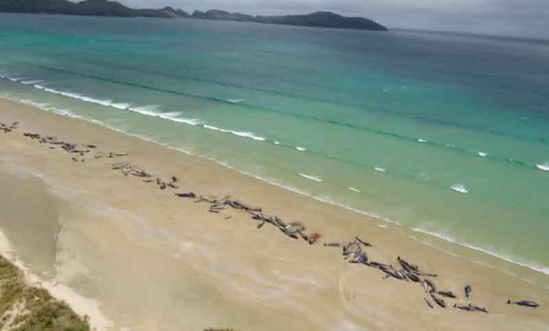 Hallan 145 ballenas muertas en una playa remota de Nueva Zelanda