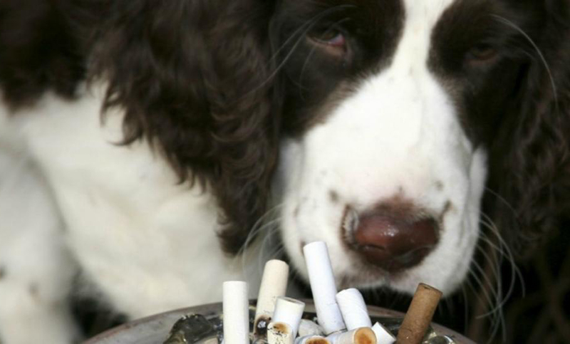 ¿Cómo afecta el humo del tabaco a los animales?