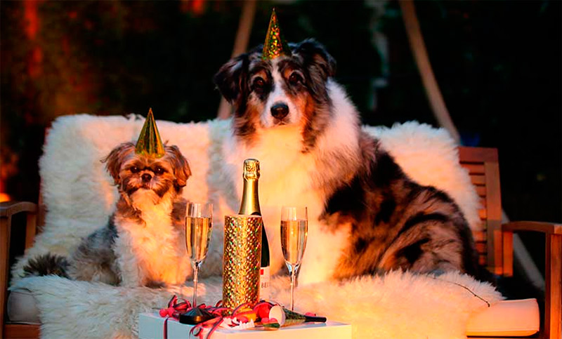 Nat Geo emitirá un especial para que las mascotas no sufran en las fiestas