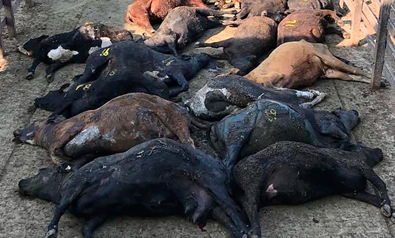 A raíz de la ola de calor murieron más de 100 animales en el Mercado de Liniers