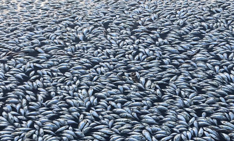 Centenas de miles de peces muertos en Australia por una grave sequía