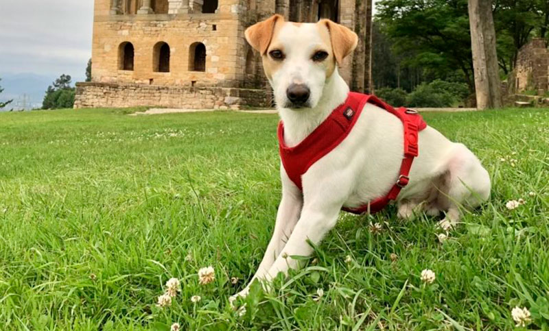 “Pipper” el primer perro español influencer en turismo de mascotas