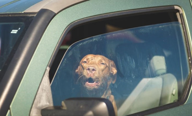 Dejar mascotas dentro del coche en verano es una mala decisión