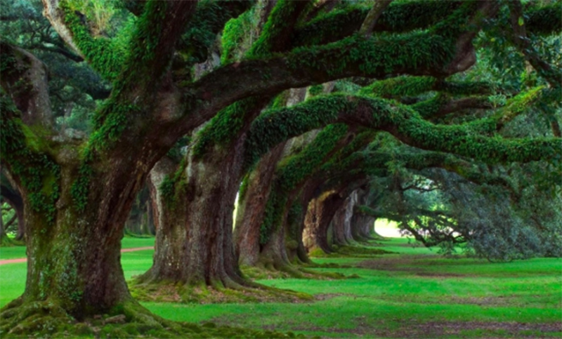 Los árboles tienen un lenguaje que usan para cooperar y sobrevivir
