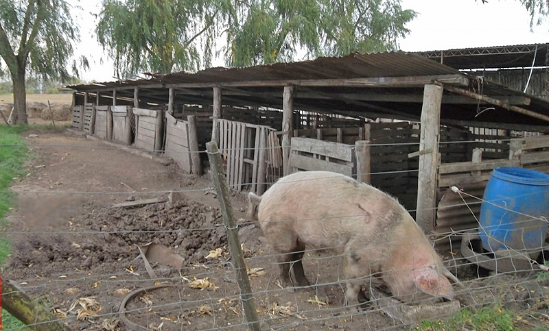 Un elevado número de productores porcinos ha dejado la actividad