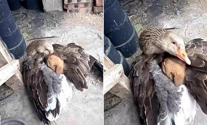 Un pato abrigó con sus alas a un perrito para que no muera congelado