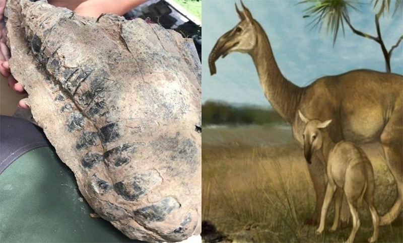 Hallaron restos fósiles de un animal prehistórico en Arroyo Seco
