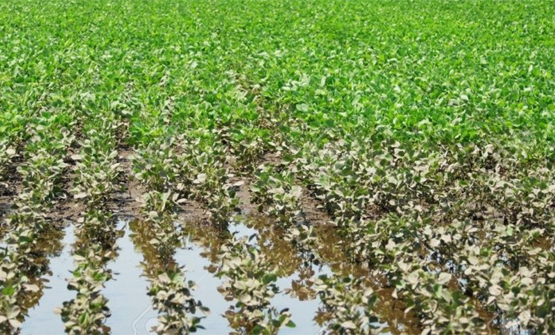 La lluvia afectó a un 14% de las hectáreas de soja