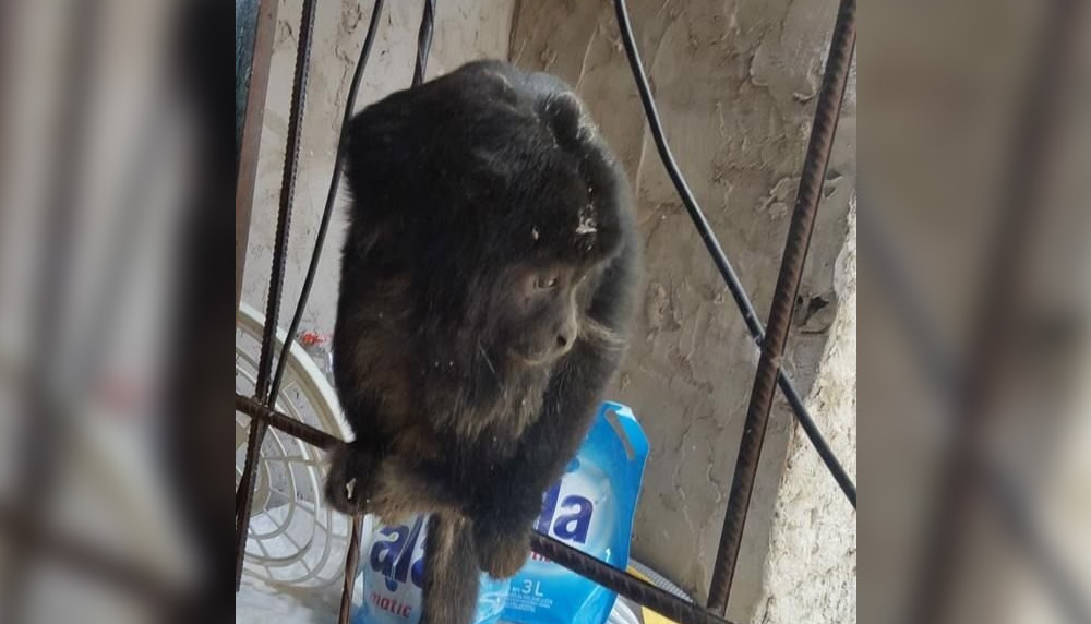 Un mono carayá revolucionó un barrio de La Plata