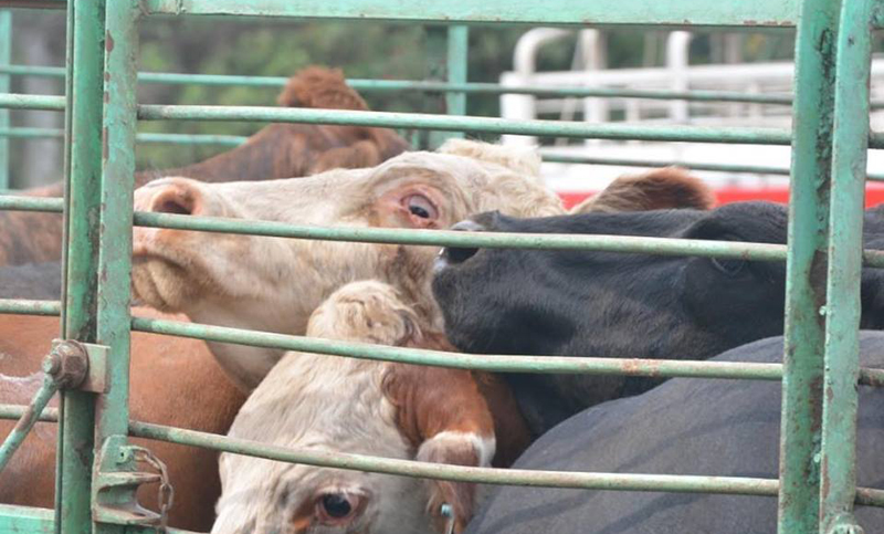 Activistas por la protección de animales realizaron una jornada de vigilia frente al Swift